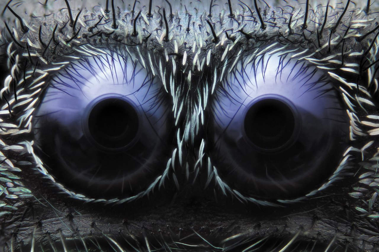   .  - Phidippus audax,     ...