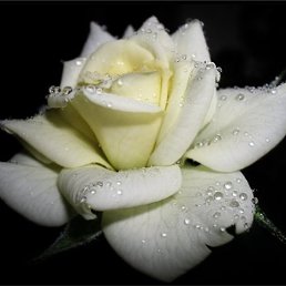 ���� *�����, ������, 49 ��� - ��������� 14 ������ 2015