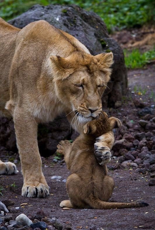     .#animal@travel.blog - 7