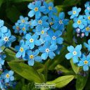 ���� ����, ������ - ��������� 17 ������� 2015