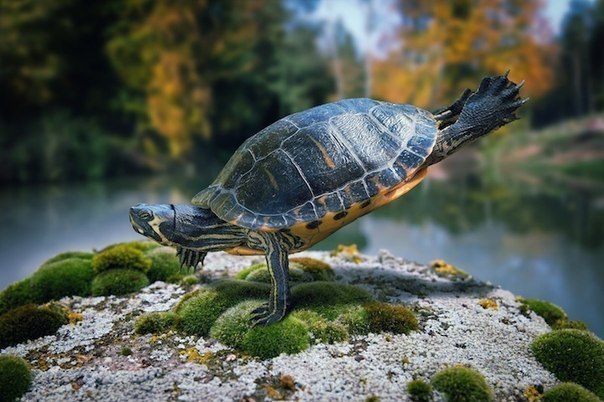        (John Wilhelm) - 6