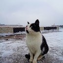  , , 60  -  29  2016     ,23.01.16.