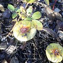 ���� �����, ���������, 65 ��� - ��������� 22 ������� 2015 � ������ ������ ��������