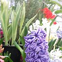 ���� ���������, ��������, 70 ��� - ��������� 5 ����� 2016 � ������ �������