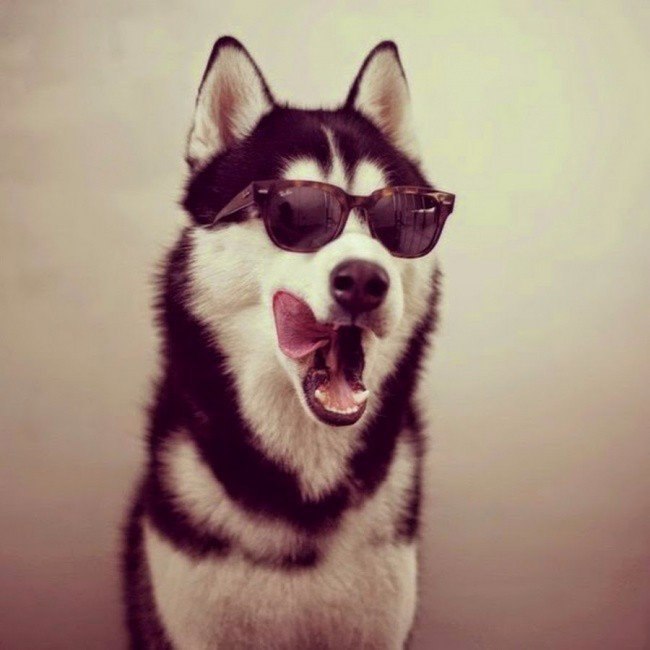   .#animal@travel.blog - 4