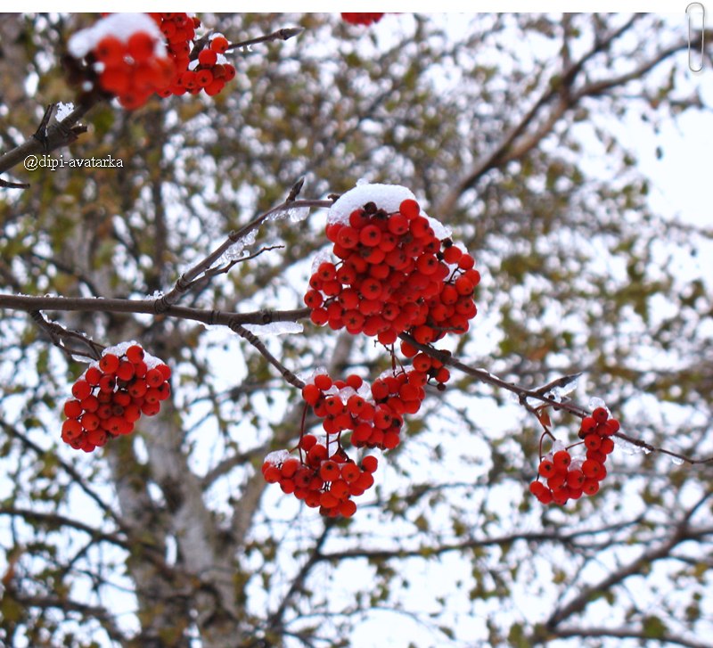 dipi-avatarka - 30 октября 2015 в 16:36