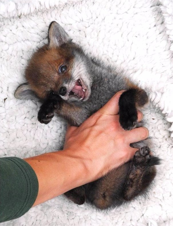 ,      :).#animal@travel.blog - 5