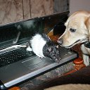 �������� ���)))