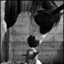 ���� Aleks, ����� ������� - ��������� 12 ������� 2015 � ������ �HORSES�