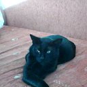 ���� K1 ( ���� ), �����, 50 ��� - ��������� 1 ������ 2016 � ������ �Milakove�