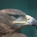 ���� �������, ������, 54 ���� - ��������� 5 ������� 2015