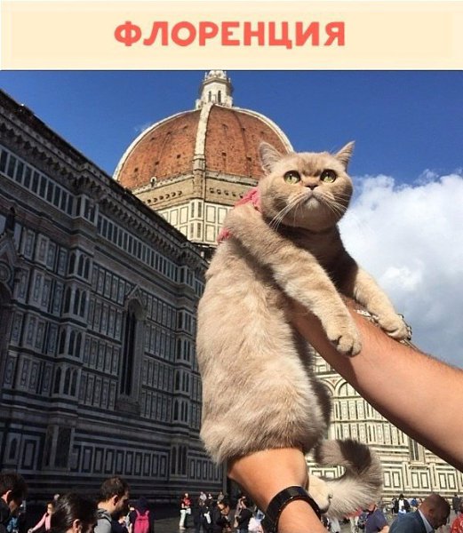 Немного о жизни путешествующей кошечки Дейзи.Красиво жить не запретишь! #animal@travel.blog - 3