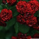 ���� �����, �����-��������� - ��������� 5 ������� 2016 � ������ ���� ����������