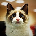 ���� Konstantine, ���������, 42 ���� - ��������� 8 ������ 2015 � ������ ������ ��������