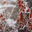  ••,  -  15  2015   