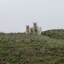 ���� �����, ������, 54 ���� - ��������� 9 ������ 2015