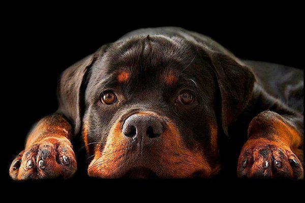 Собачий Бог не виноват, Он, как умеет, с ними лает. Они безгрешны, и про ад По чистоте своей не ...