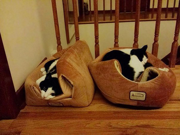      =^.^= - 8