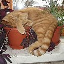 ���� ������, ��������, 72 ���� - ��������� 8 ������ 2015 � ������ ���� ����������