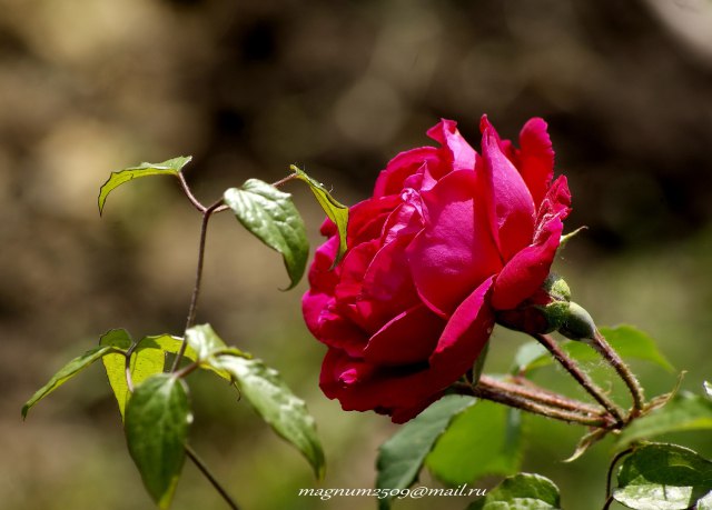 "Идите с надеждой в сердце, и Вы никогда не будете одиноки"