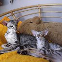 ���� Tatjana, ������, 64 ���� - ��������� 30 ������ 2015 � ������ �Orientalai <3�