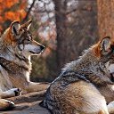 ���� Kolya, ����, 52 ���� - ��������� 2 ������� 2015 � ������ ������ ��������