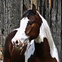���� Aleks, ����� ������� - ��������� 12 ������� 2015 � ������ �HORSES�