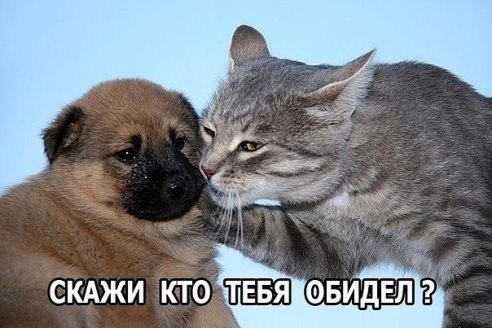 Ирина - 23 ноября 2015 в 21:54