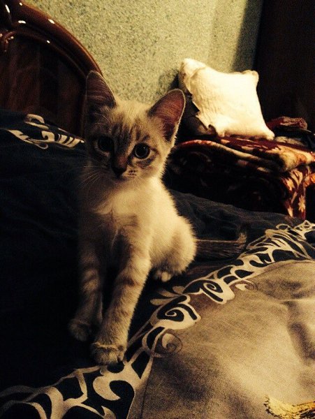  . 15  2014    ,          ...