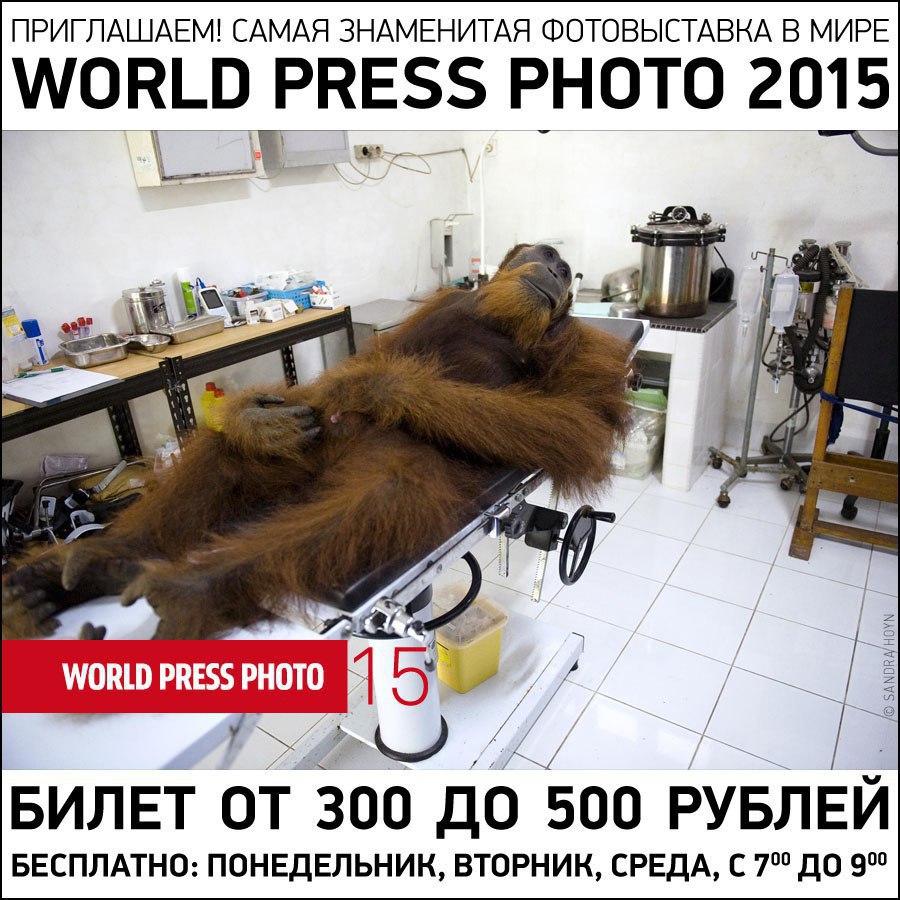 Ворлд пресс. Лучшие регбисты мира. Ворлд пресс. Wordpress картинки. World+machine+professional.