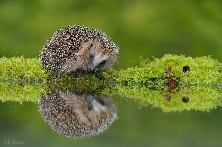 E s t h e t i q u e - 9 февраля 2016 в 13:22 - 3