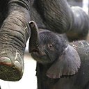 ���� Aleks, ����� ������� - ��������� 13 ������� 2015 � ������ �Elephants�