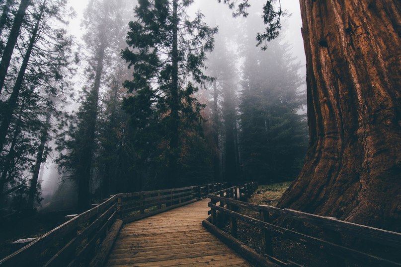Sequoia National Park, California - 5