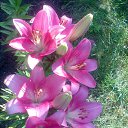 ���� Radogneva, �����, 37 ��� - ��������� 12 ������ 2016 � ������ ������