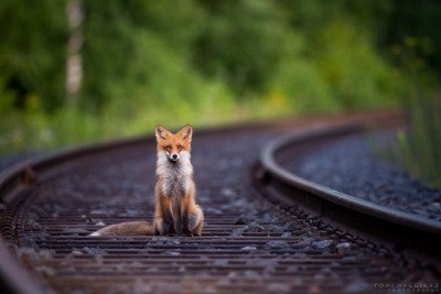 Fox on railroad by Toni Hallikas