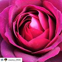 ���� ������, ������ ��������, 41 ��� - ��������� 3 ������ 2015 � ������ ������ ��������