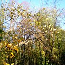 ���� ��������, ������ - ��������� 4 ������� 2015 � ������ ������� - ������� ��������)�