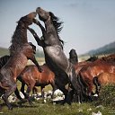 ���� Aleks, ����� ������� - ��������� 12 ������� 2015 � ������ �HORSES�