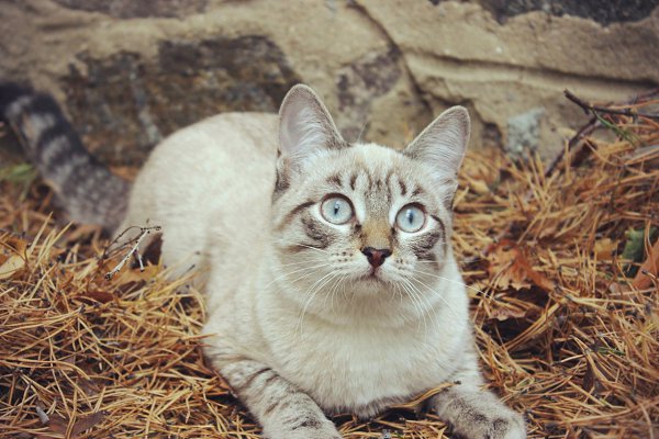  . 15  2014    ,          ... - 3