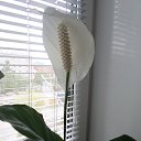 ���� �����, ���������, 65 ��� - ��������� 22 ������� 2015 � ������ ������ ��������