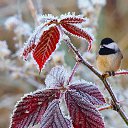  ••,  -  15  2015   