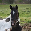 ���� Aleks, ����� ������� - ��������� 12 ������� 2015 � ������ �HORSES�