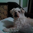 ���� Tolea, ������, 73 ���� - ��������� 5 ������� 2016