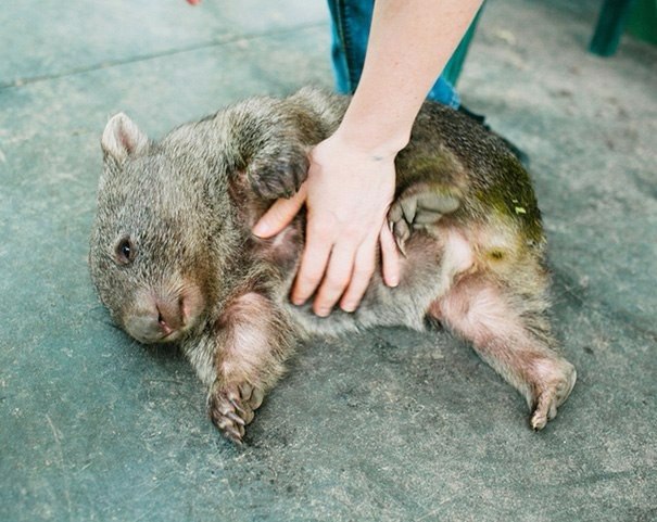 ,      :).#animal@travel.blog - 4