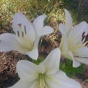 ���� Radogneva, �����, 37 ��� - ��������� 12 ������ 2016 � ������ ������