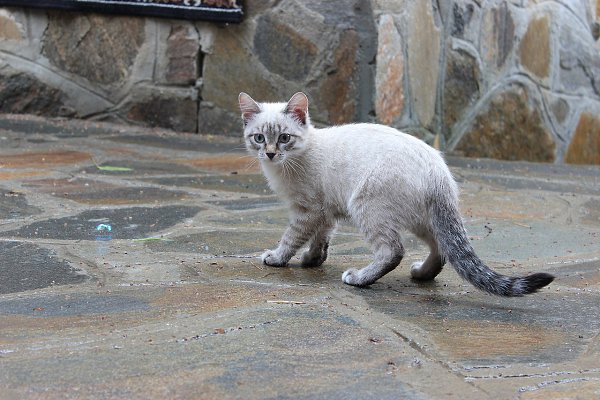  . 15  2014    ,          ... - 2