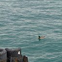  , , 60  -  25  2015   24.10.15.  ,.