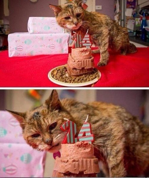 Котейке исполнилось ровно 24 года! Давайте её поздравим!