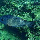  , , 59  -  16  2015    Ż