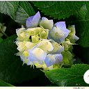 ���� Ilqar, ����, 55 ��� - ��������� 16 ������ 2015